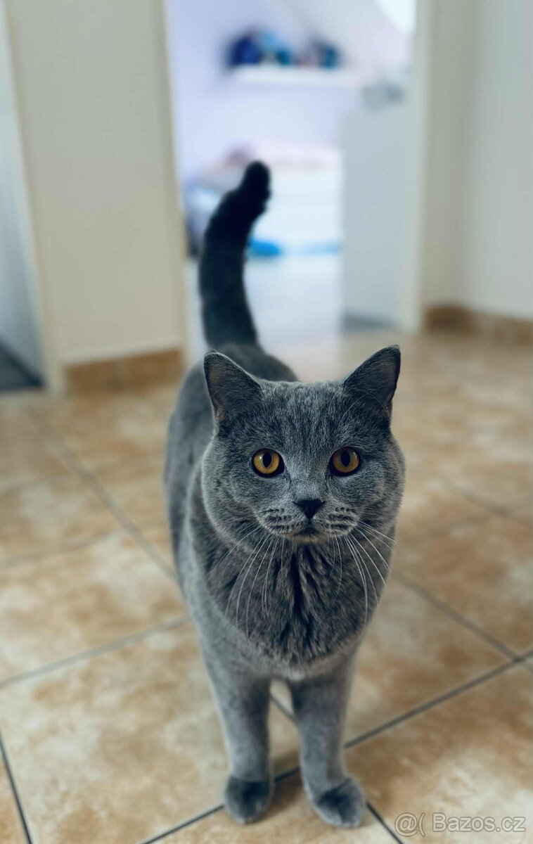 Britská modrá - 11