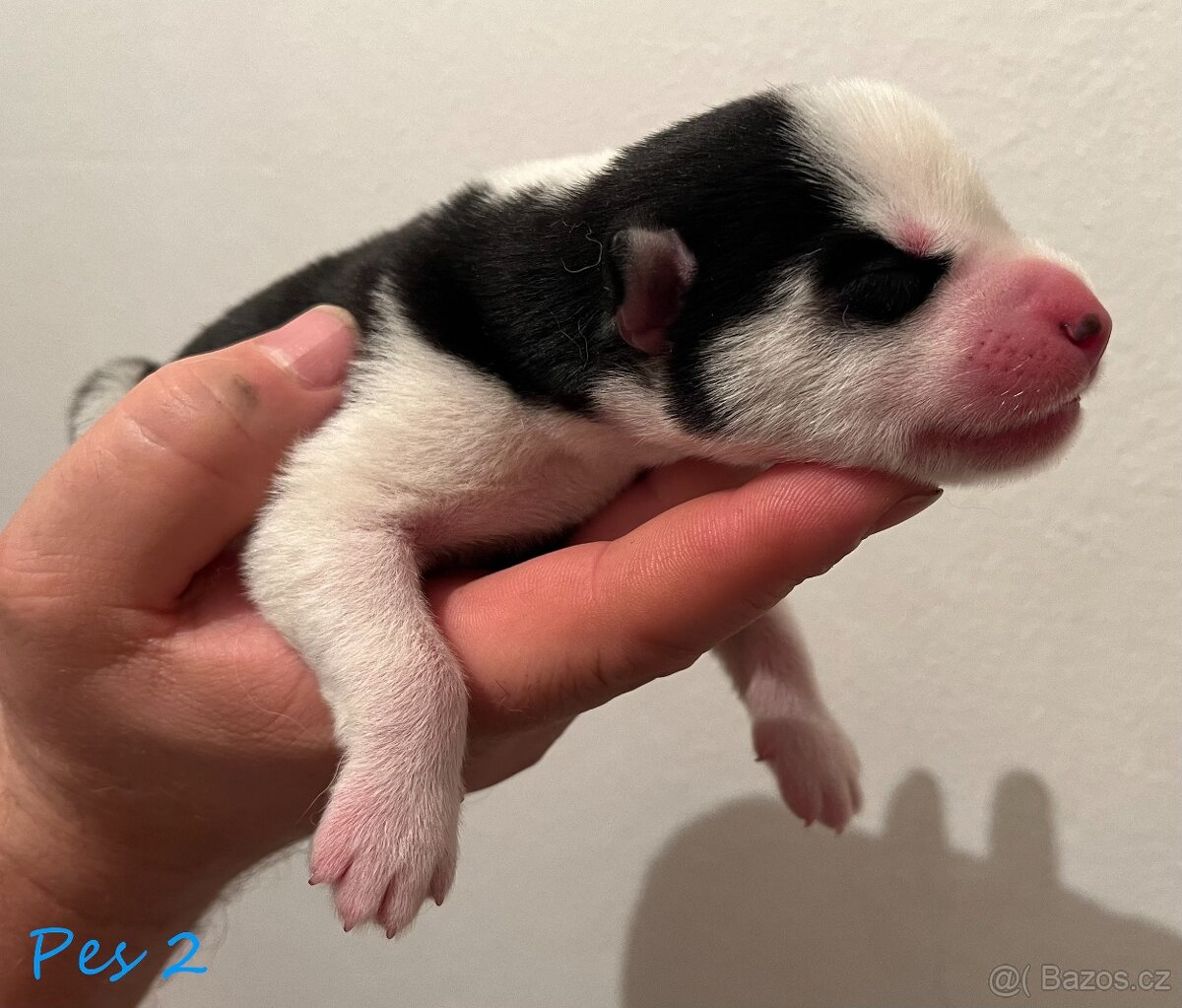 Zadáme štěňátka huskyho s PP FCI - 11