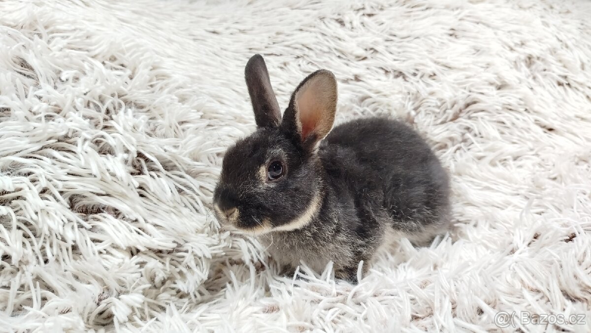 Zakrslý králík, králíček -(REX)-DAISY - 11