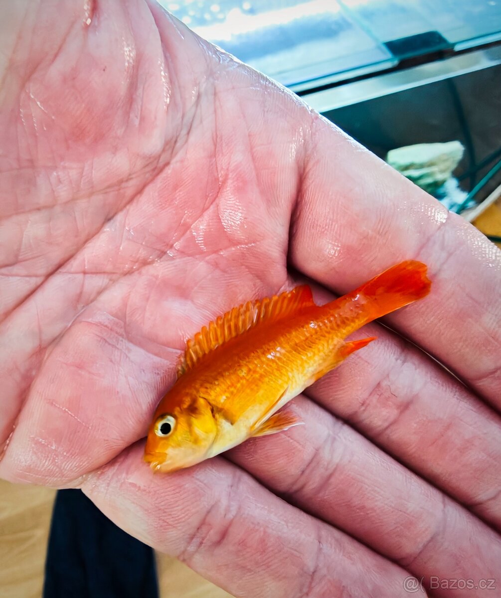 Tlamovci Malawi - 11