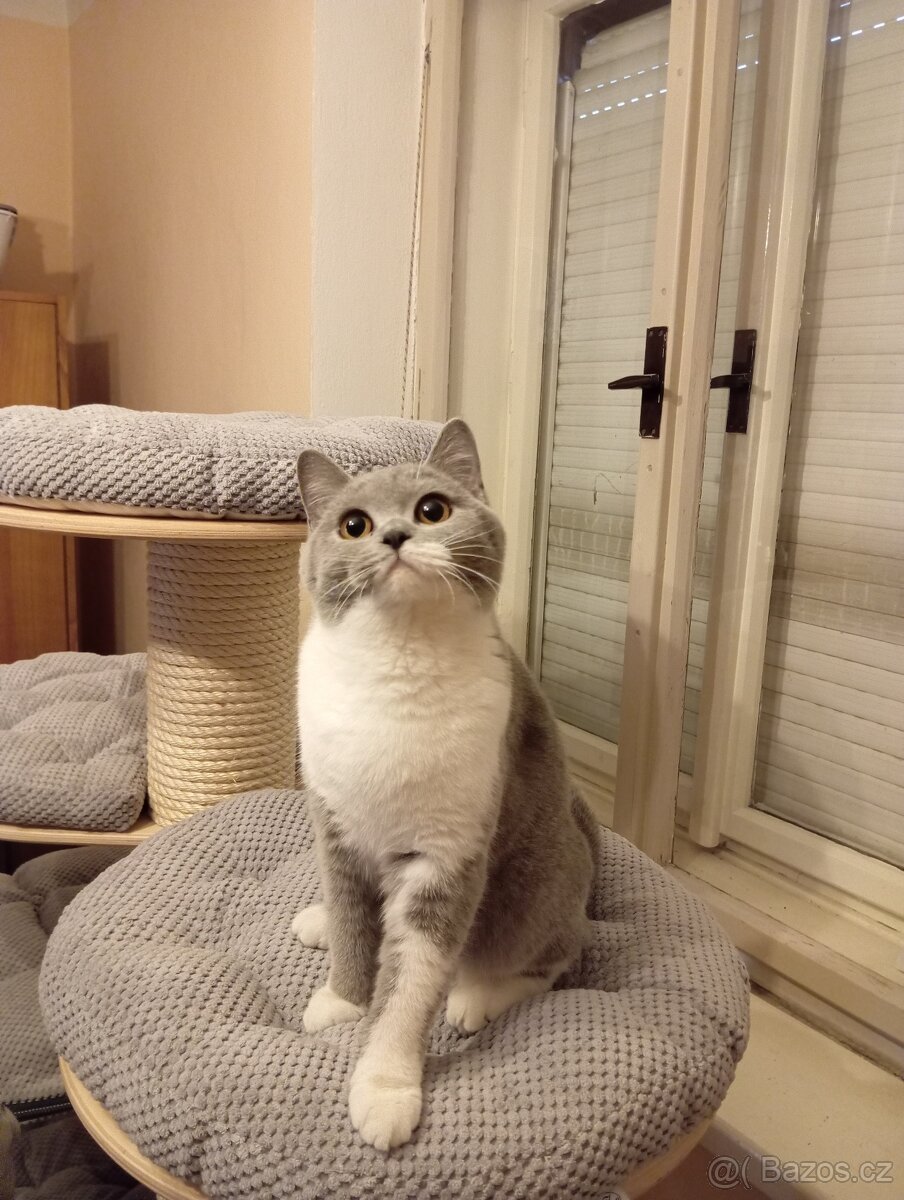 Britská modrá a Bikolor koťátka - 11