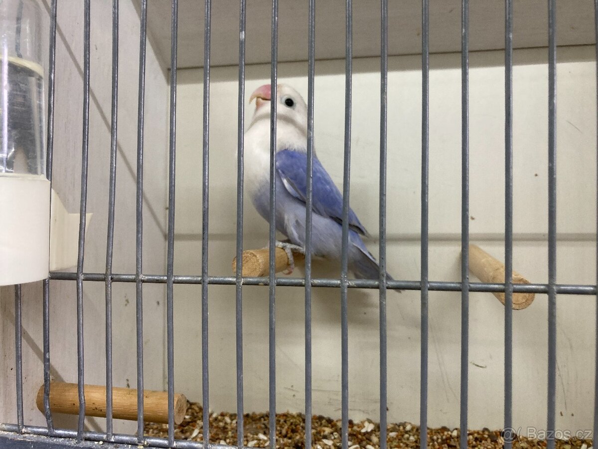 agapornis fischeri - 11