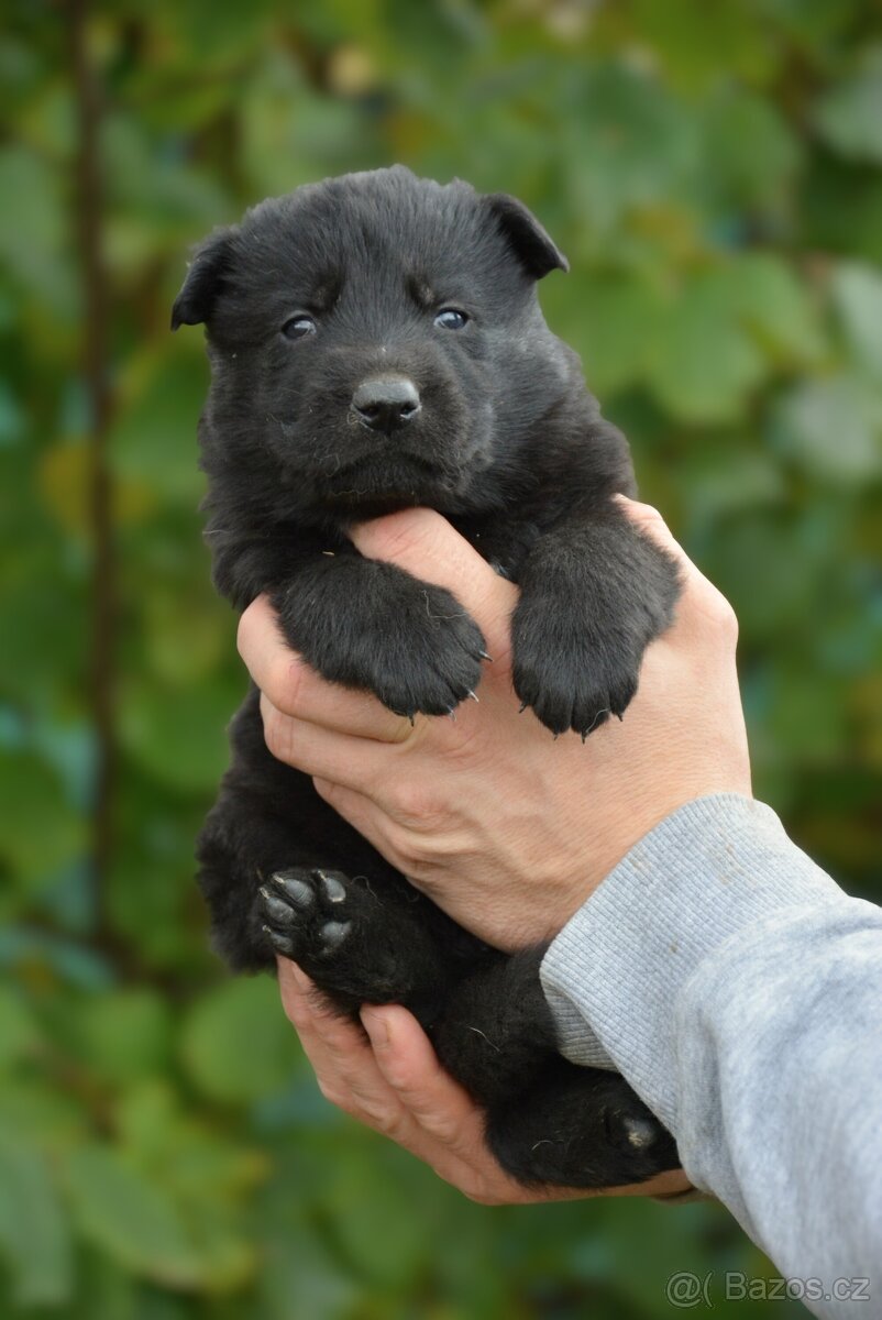 Německý ovčák s PP - 11