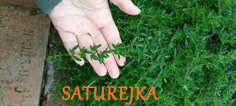 semínka, zelenina, bylinky, koření, okrasné květiny a trávy - 11