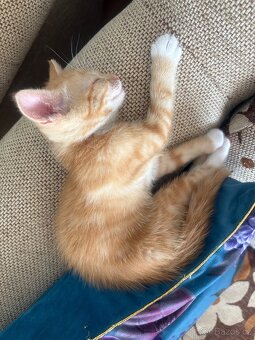 Daruji dva kocoury - 11