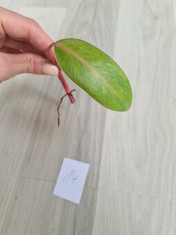 Rostliny, kytky, pokojovky - 11