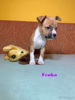 Americky Stafordšírský Terier šteniatka - 11