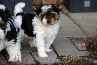 Biewer terriér- jorkšírský - fenka - 11