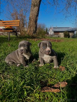 Americký staford modrý - štěňátka - 11