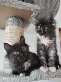 Mainská mývalí - 11