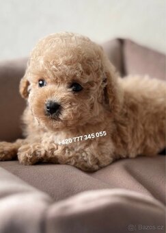 Maltipoo, fenka Murka 1000€‼️ - 11