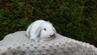 Zakrslý beránek, králíček, králík - MINDY - 11