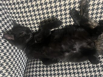 Černý kocour - 4 měsíce - 11