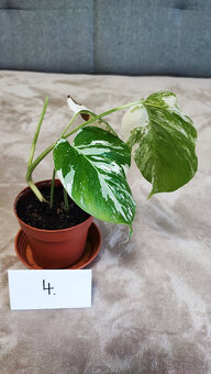 Panašovaná Monstera albo - 11