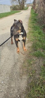 American bully xl - 11