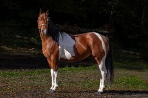 Připouštění APH Bay Tobiano hřebcem - 11