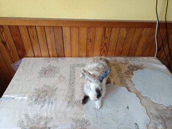 Zakrslý králík - 11