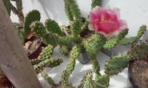 Kaktusy - mrazuvzdorné opuncie - 11