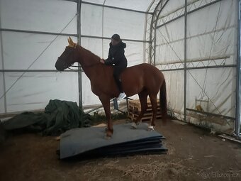 Valach 15 let do agroturistiky nebo jako hobby kůň - 11