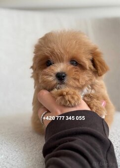 Maltipoo F1 Caramel | Lina - 11