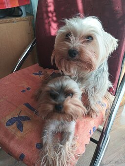 Jorkšírský teriér bez pp - 11