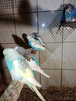 Andulka - andulky - 11