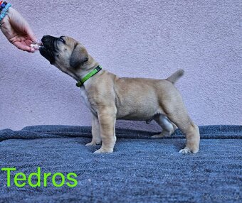 Boerboel - štěňata s PP (FCI) - 11