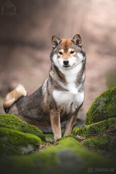 SHIBA štěňata k rezervaci - 11