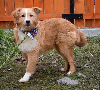 GOLDY K ADOPCI - HRAVÉ, POSEDNÉ, MILÉ ŠTĚNĚ - - 11
