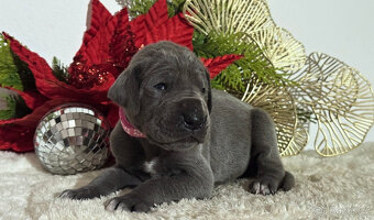 Německá doga modrá  - 11