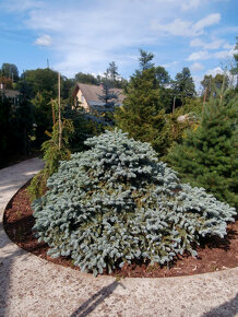 Bonsaje a okrasné dřeviny - 11