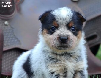 Austrálsky honacky  pes ACD CATTLE DOG - 11
