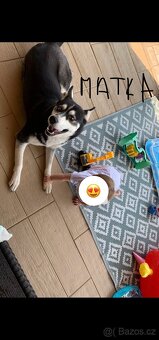 Sibiřský Husky štěňátka bez PP - 11