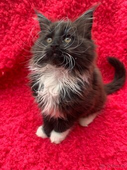 mainská mývalí kočka - koťata s PP - 11