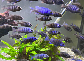 Malawi tlamovci- Placidochromis phenochilus tanzania Lupingu - 11