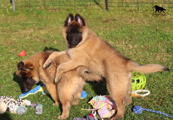 Belgický ovčák Tervueren s PP - štěňátka k odběru - kluci - 11