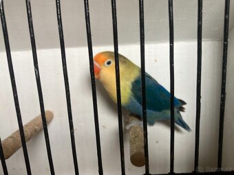 Agapornis fischeri - 11