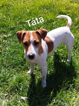 Jack Russell - 11