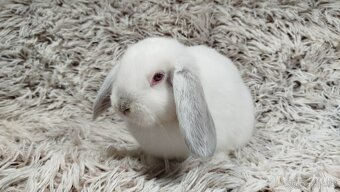 Zakrslý beránek, králíček, králík - MOLLY - 11