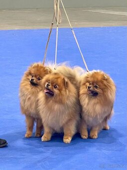 Pomeranian - 11