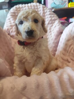 Pudl velký bílý - 11