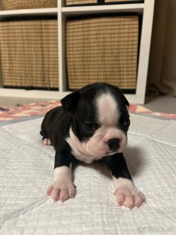 Bostonský teriér - 11