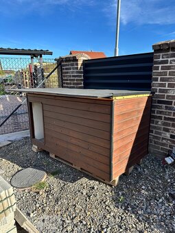 Australský ovčák bez PP - 11