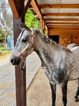 Krásná pony klisna - 7 let, 135 cm - video - 11