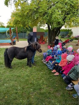 Pony na prodej - 11