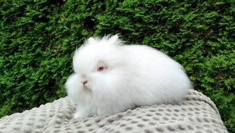 Zakrslý králík, králíček -(TEDDY)-ONDŘEJ - 11