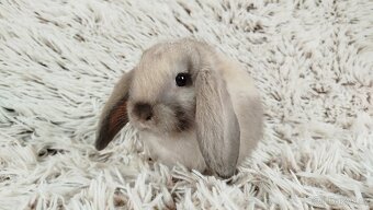 Zakrslý beránek, králíček, králík - REY - 11