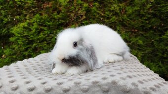 Zakrslý beránek, králíček, králík - MINDY - 11