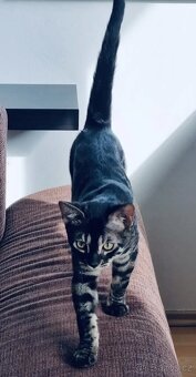 Bengálská kočka-holčička - 11