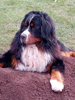 Krytí- Bernsky salašnický pes - 11